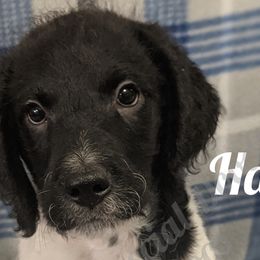 Boy 8 - Labradoodle puppy in Buckingham, Illinois from Naturally Special Doodles