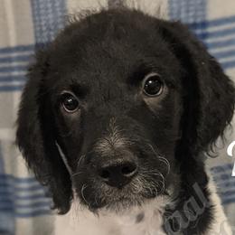 Boy 8 - Labradoodle puppy in Buckingham, Illinois from Naturally Special Doodles