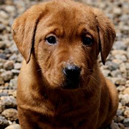 Dark Fox Red Female English - Yellow female Labrador Retriever puppy in Dalton, Pennsylvania from Whiteduck Mountain Kennel AKC Australian Cattle Dogs and AKC Fox Red Labrador Retrievers