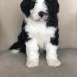 Bernedoodle Puppies from Sweet Pea Bernedoodles