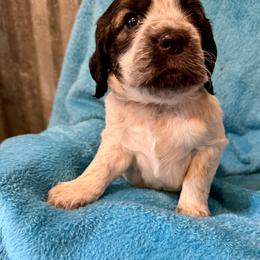 Star - Liver white and roan female English Springer Spaniel puppy in Madison, Indiana from McCollough's Pawsome Spaniels and Danny's Delightful Dachshunds
