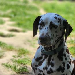 Nida - Dalmatian