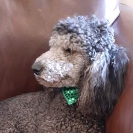 Goldendoodles and Shih Tzus from Godleys finest