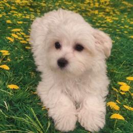 Reece - White male Maltese puppy in North Myrtle Beach, South Carolina from Perfect Puppies