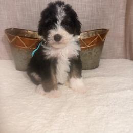 Twix - Tri-color female Bernedoodle puppy in Luana, Iowa from Country View Bernedoodles and Goldendoodles