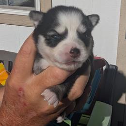 Brie - 2500 - Black and white female Pomsky puppy in Spring Hill, Florida from www.PuppyTimeEmporium.com