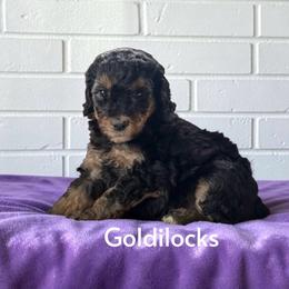 Goldilocks - Sable female Poodle puppy in Ellenburg Center, New York from Kristin's Puppies