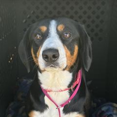 Ellie - Entlebucher Mountain Dog