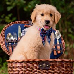 Golden Retriever Puppies from Glimmer Goldens