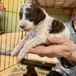 Hersheys kiss - Parti male Goldendoodle puppy in Cross, South Carolina from DoodleDandy & Danes