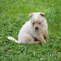 Casper - Red speckled male Australian Cattle Dog puppy in Buffalo Valley, Tennessee from Buffalo Valley Breeders