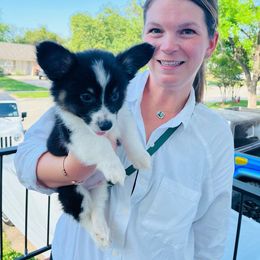 American Corgi and Pembroke Welsh Corgi Puppies from Rainbow Corgis