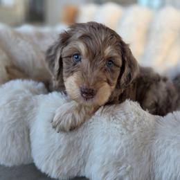 Banana - Red merle male Aussiedoodle puppy in North Royalton, Ohio from Johnson's Doodles