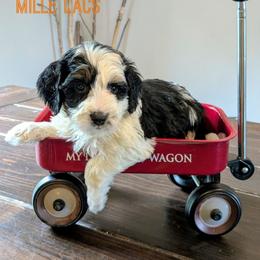 Mille Lacs - Tri-color female Bernedoodle puppy in Cambridge, Minnesota from Country Meadow Doodles