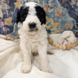 Muffin - Black and white female Bernedoodle puppy in Silver Lake, Indiana from ‘Mut’zger Doodles