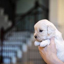 Golden Retriever Puppies from Faded Ash Goldens