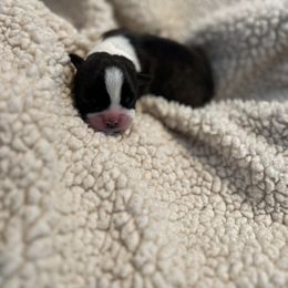 Boston Terrier Puppies from Rhonda Binkard