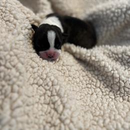 Boston Terrier Puppies from Rhonda Binkard