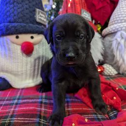 Labrador Retriever Puppies from Starfire Labradors