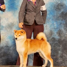 Midas - Shiba Inu