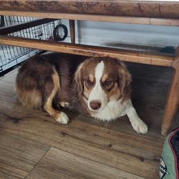 Molly - Miniature Australian Shepherd