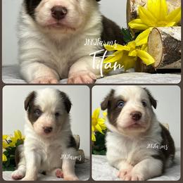2 Titan - Red tri-color male Australian Shepherd puppy in Huntington, Texas from JKKJ Farms, LLC