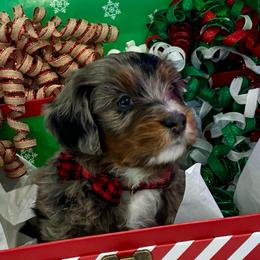 Rice Crispy - Blue merle male Bernedoodle puppy in Ogden, Utah from Salty Point Doodles