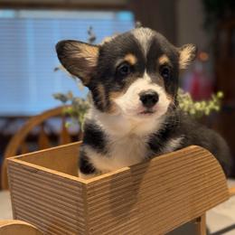 Lucas Sinclair - Black and tan male Pembroke Welsh Corgi puppy in Olathe, Colorado from Rocking LJ Breeding