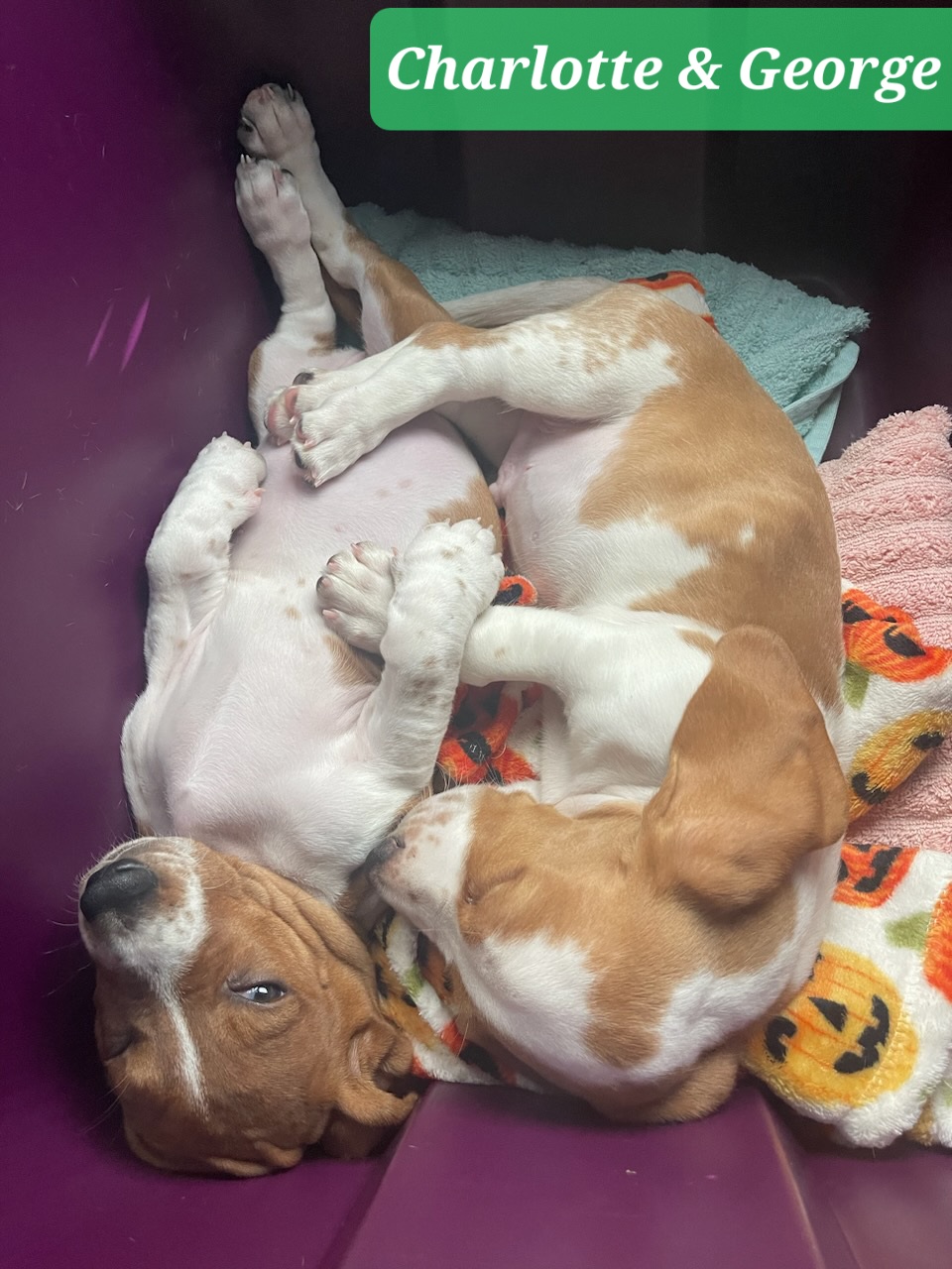 Basset Hound Puppies from Happy Hound Bassets of Whitney