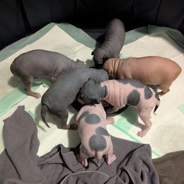 American Hairless Terrier puppies from Toto Terriers