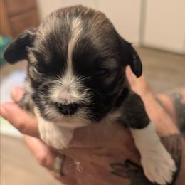Ian - Brown male Lhasa Apso puppy in Fort Worth, Texas from Cynthia's Lhasa Apsos