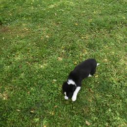 Border Collie Puppies from Porter’s Borders