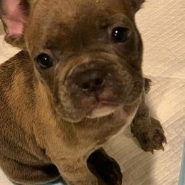 French Bulldogs from Saint Benjamin Kennel Club
