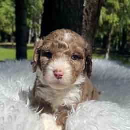 Lilac purple collar - Red merle female Aussiedoodle puppy in Clarkston, Washington from Doodle & Poodle Palace