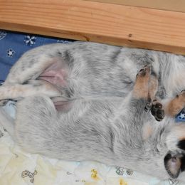 Australian Cattle Dog Puppies from Lyla Hinman