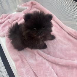 Smoke - Black male Pomeranian puppy in Kansas City, Missouri from S&K Pomeranians