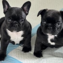 French Bulldog Puppies from Diamonds Frenchies