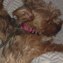 Yorkshire Terriers from Trail of Unforgettable Yorkies