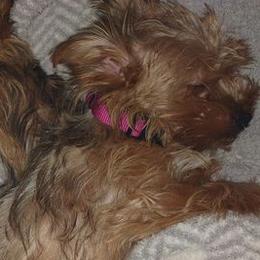 Yorkshire Terriers from Trail of Unforgettable Yorkies
