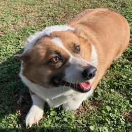 Pembroke Welsh Corgi puppies from PBA Kennel