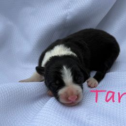 Tara - Black and white female Border Collie puppy in Cedartown, Georgia from Ferguson Border Collies