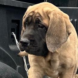 Girl 5 - Fawn female Mastiff puppy in Laredo, Texas from Huereca Mastiff
