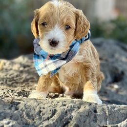 Ash (Orange) - Red  male Goldendoodle puppy in St. George, Utah from Dashing Doodle Pups