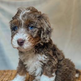 Coach - Merle male Bernedoodle puppy in Jackson, Missouri from Pincksten Family Doodles