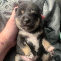 Chenay - purple collar - Black and tan female Shiba Inu puppy in Inverness, Florida from Shore Thing Shiba’s