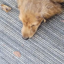 Dachshund Puppies from CLARK'S BREEDING PROGRAM