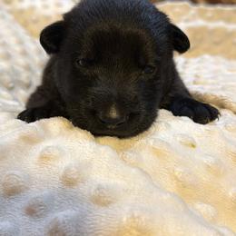 Mojo - Sable male German Shepherd puppy in Ashland, Alabama from CzechDDR