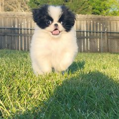 Japanese Chin Puppies from Carousel Chin