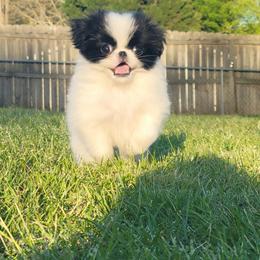 Japanese Chin Puppies from Carousel Chin