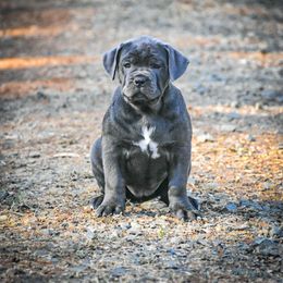 AKC Ivy - Gray brindle female Cane Corso puppy in Smartsville, California from Summit Cane Corso
